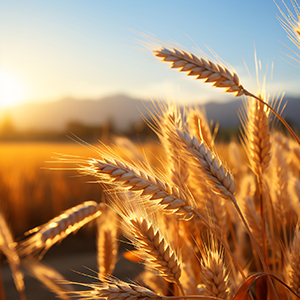 Africa Grains close up image of yellow wheat heads with blue sky